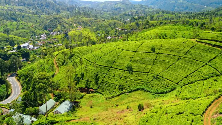 Nuwara Eliya